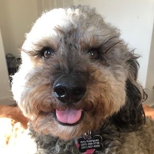 Meet your Posher, Amy